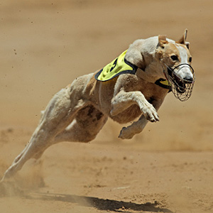 7.灵犬